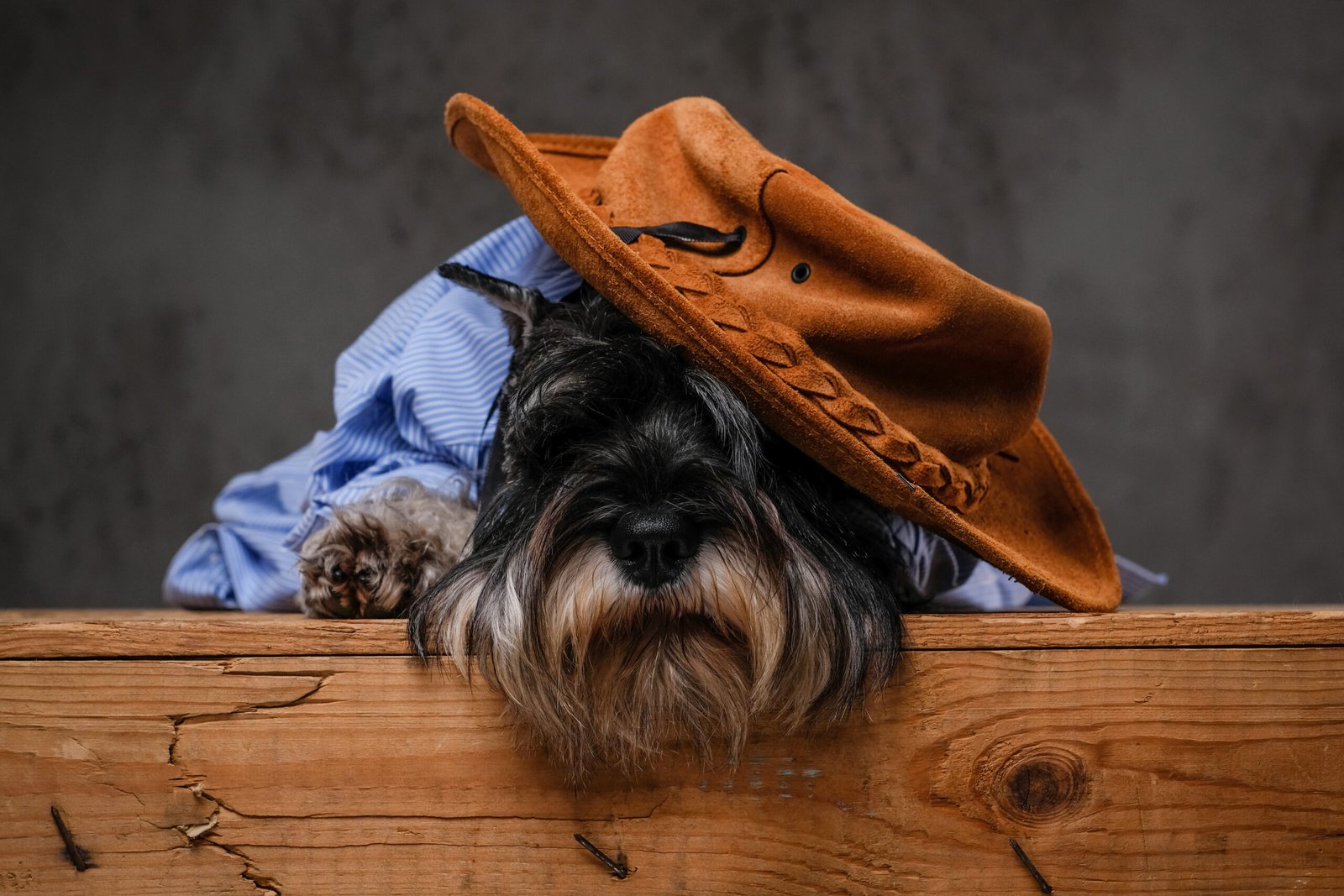 Bored Scottish terrier wearing a blue shirt and hat lying on a wooden pallet